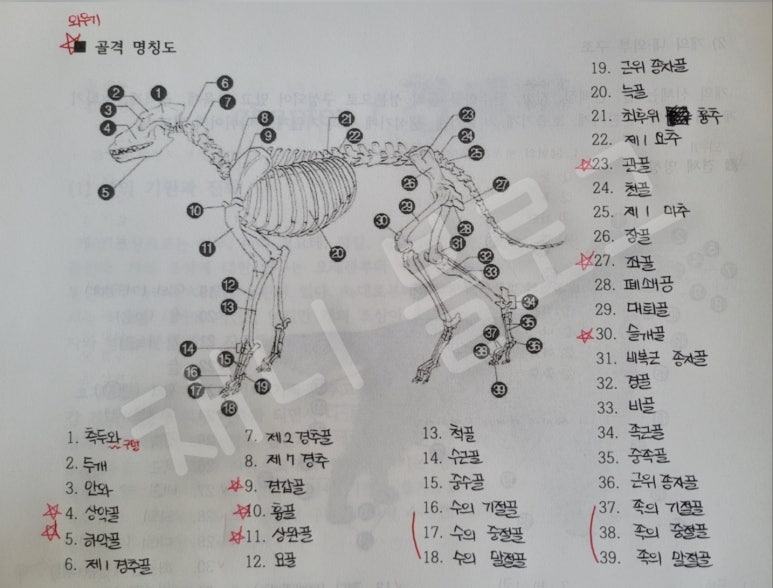 강북에이스애견미용학원 이미지
