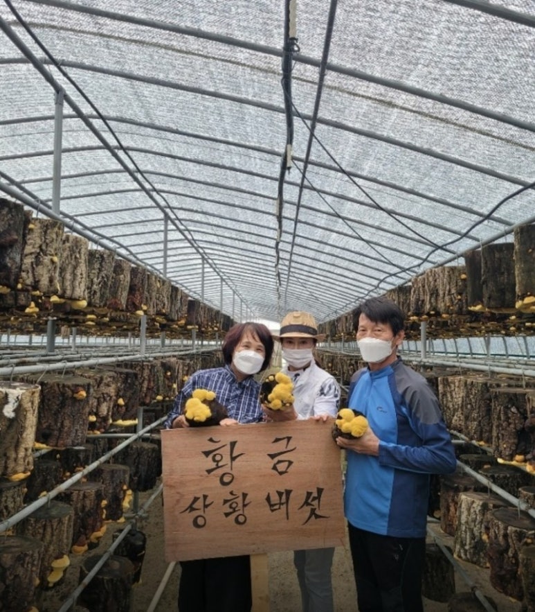 황금버섯백숙 이미지