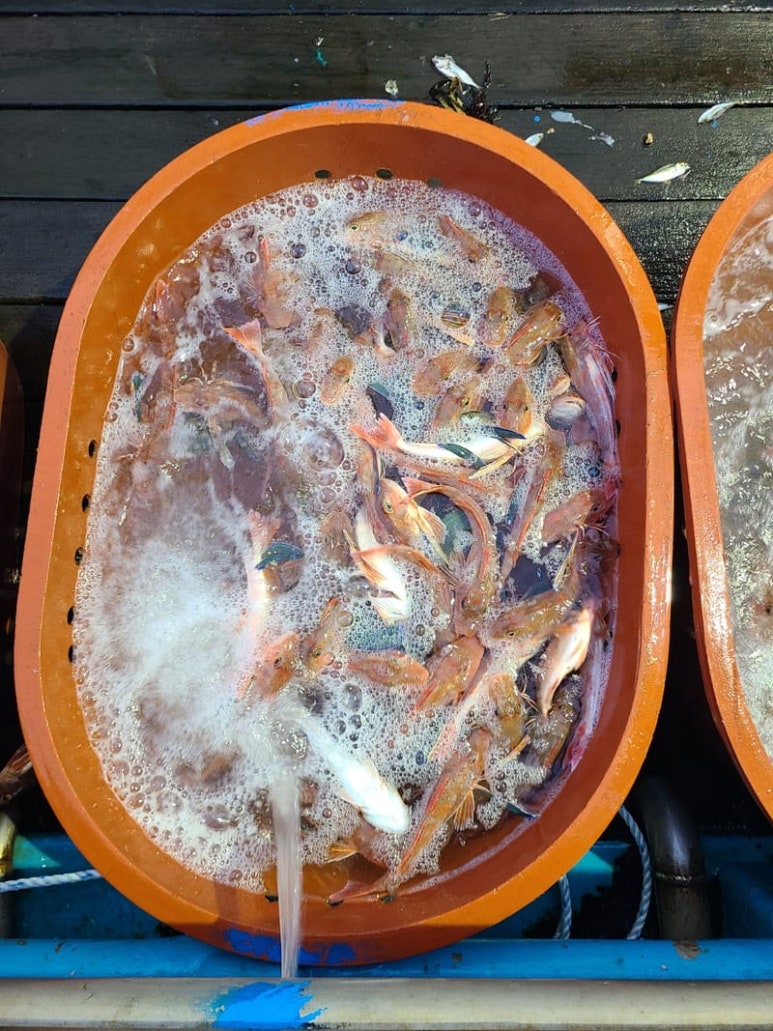 세꼬시회마켓 이미지