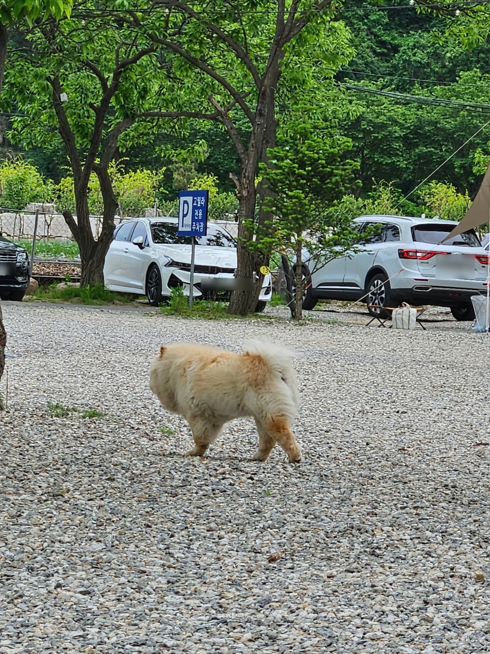 고릴라 바베큐 캠핑장 이미지