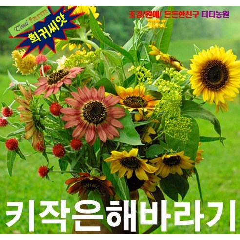 해바라기2 이미지