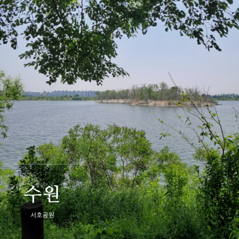 씨디피(CDP) 이미지