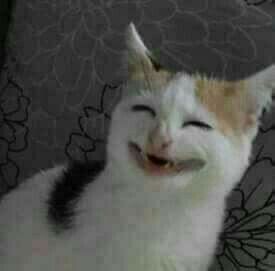 대돈가 이미지