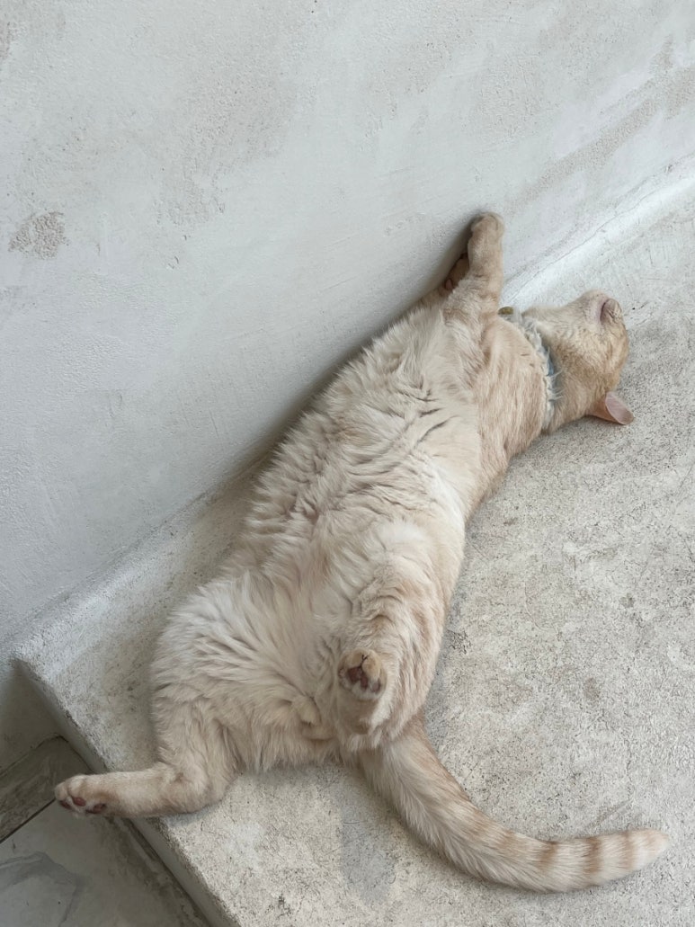 유주비주 이미지