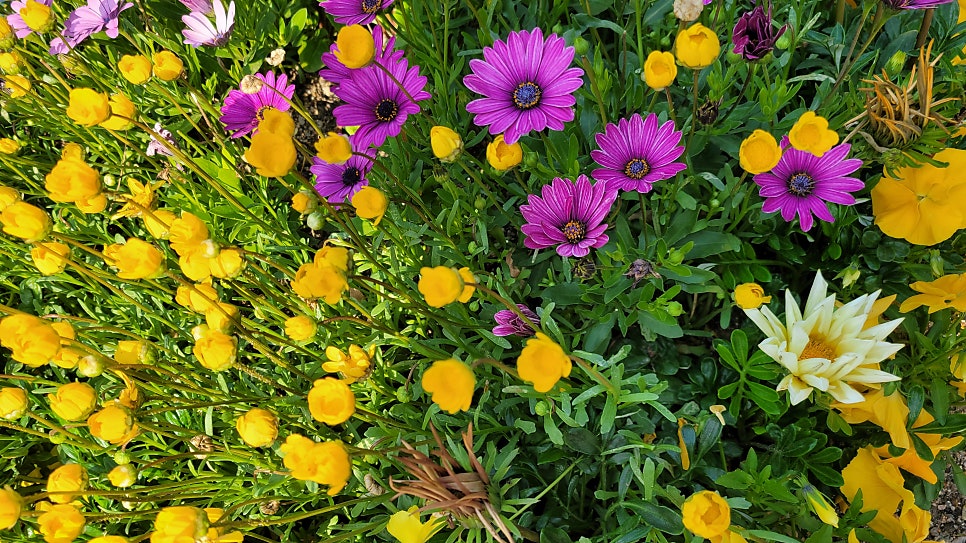 청림화분 이미지