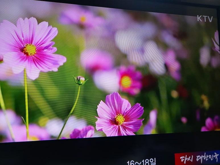 꽃길 걷는 엄마 이미지
