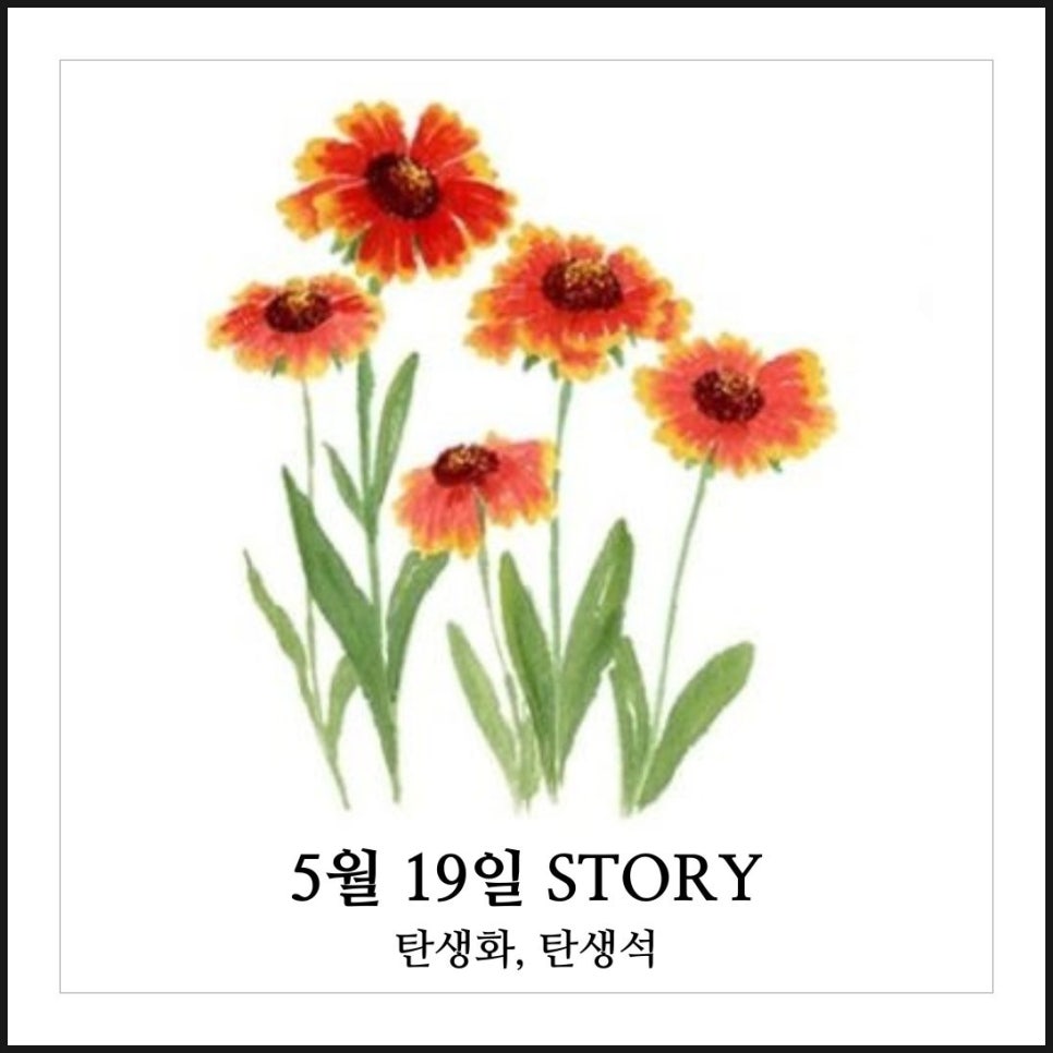 아리스타타 이미지
