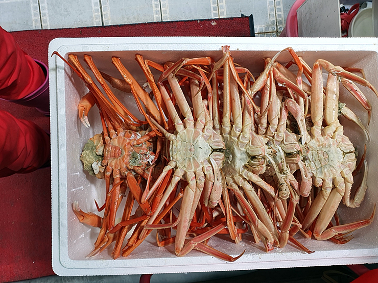 구룡포대게회 이미지