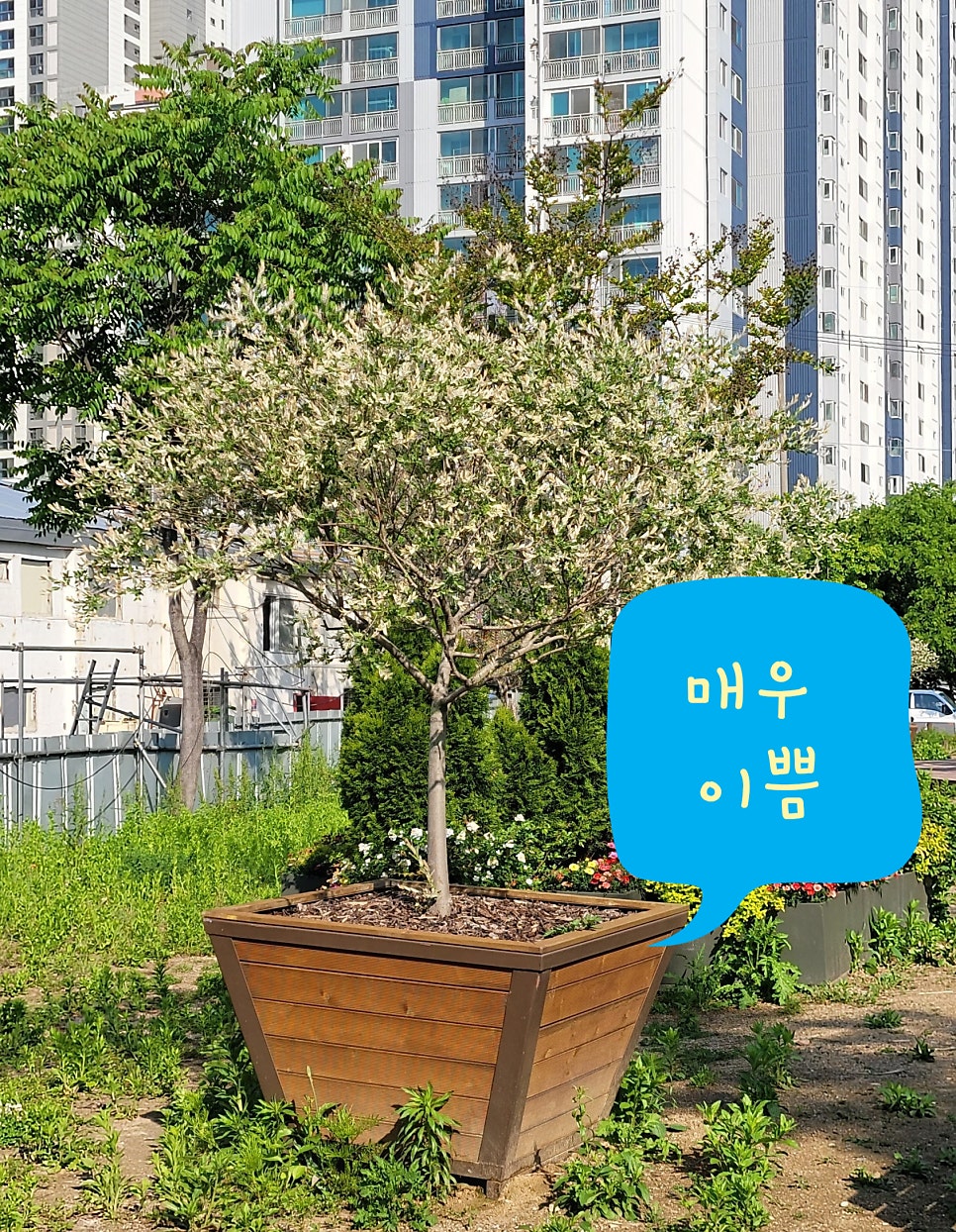 청림화분 이미지