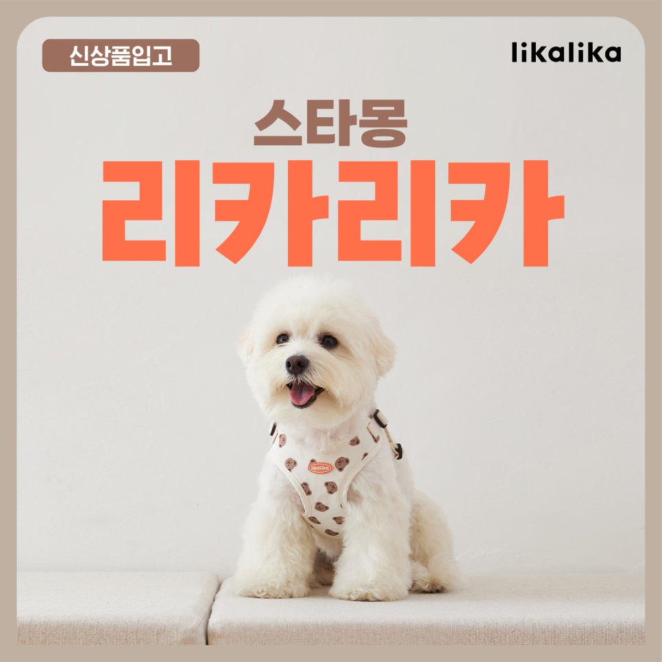 서초 스타몽 강아지 유치원: 리카리카 용품 신상 입고