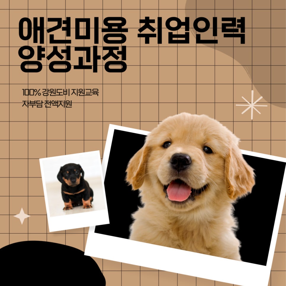 프로펫애견종합전문교육원 이미지
