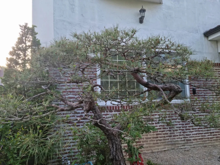 디자인소나무 이미지