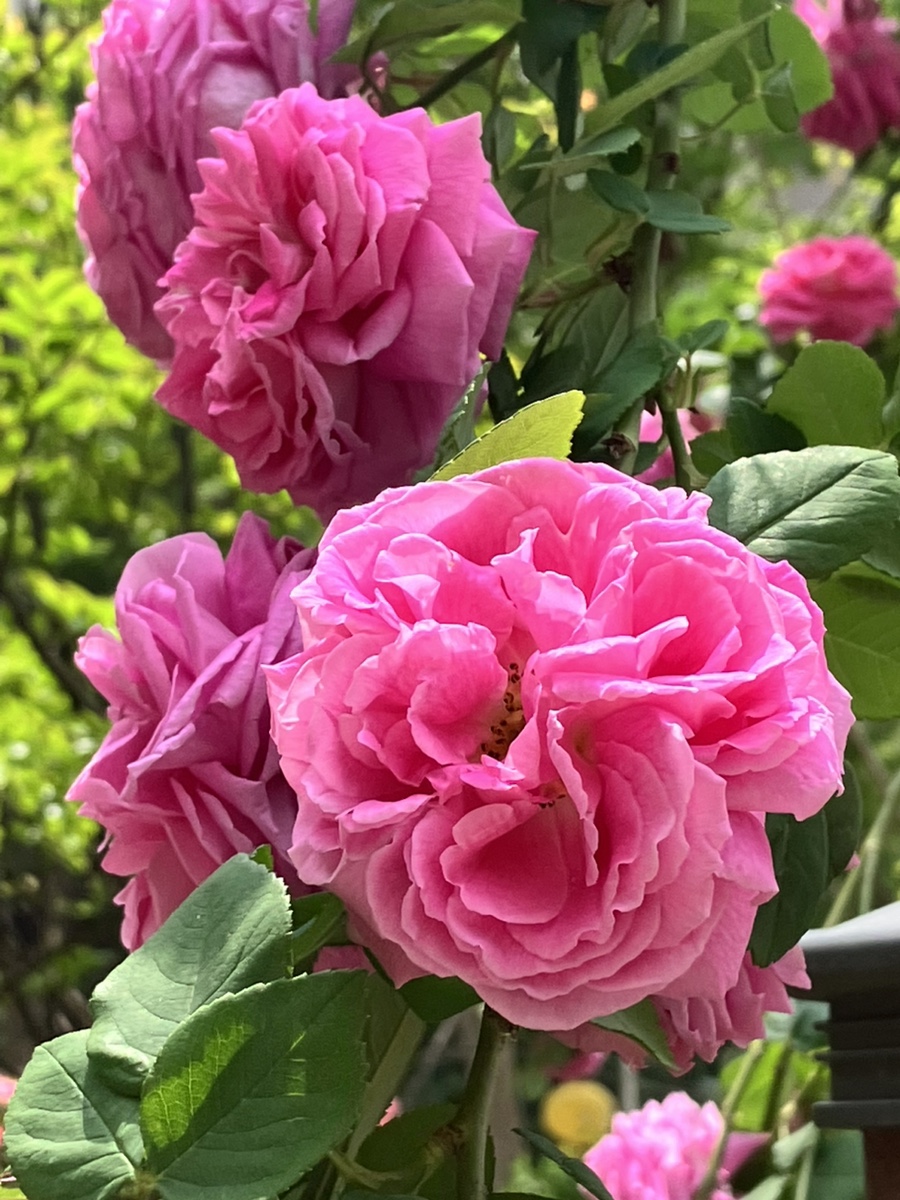 꽃해요 이미지