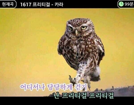 대구맛집고령뒷고기 이미지