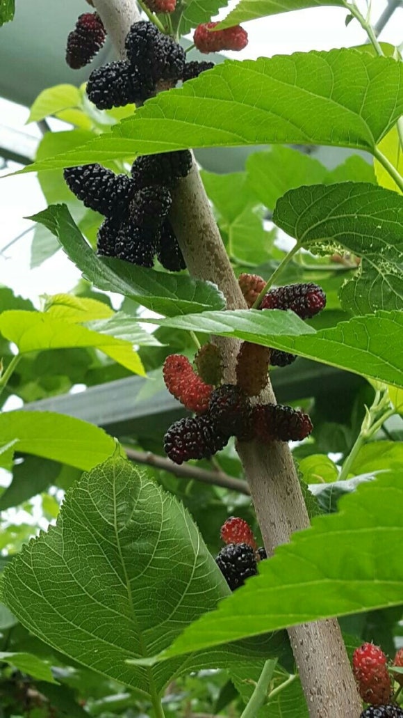 오디N오디 이미지