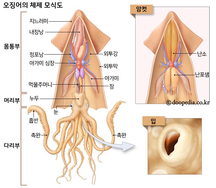오징어나라2 이미지