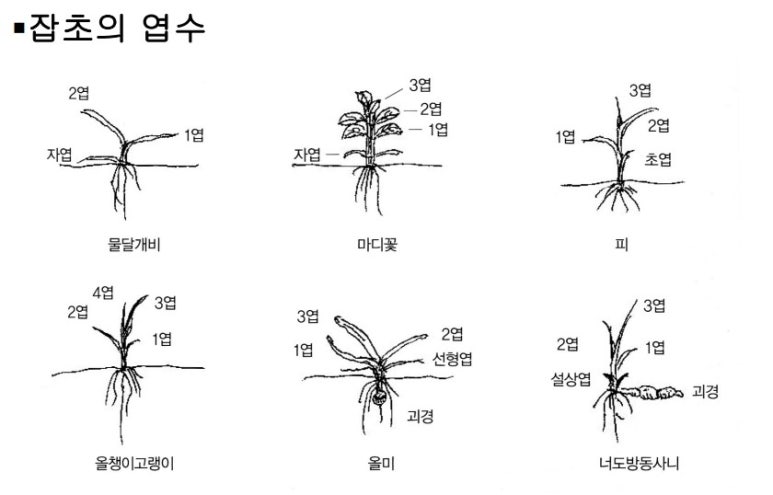 잡초의 분류(사초과,화본과,광엽잡초) : 네이버 블로그