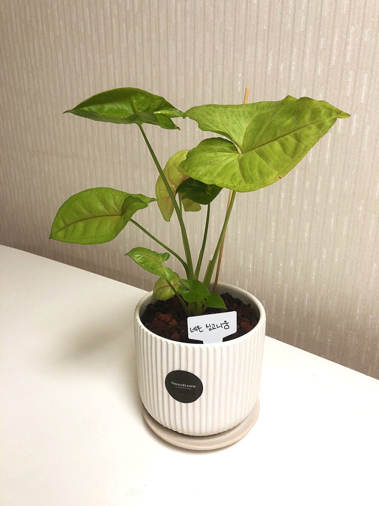 쏭블룸 이미지