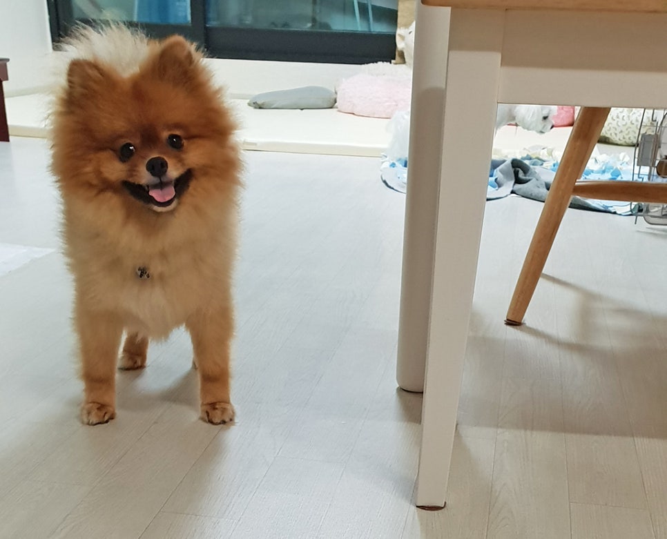 코사우리마트 이미지