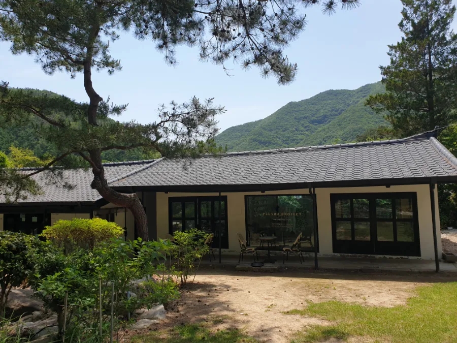 기양초 이미지