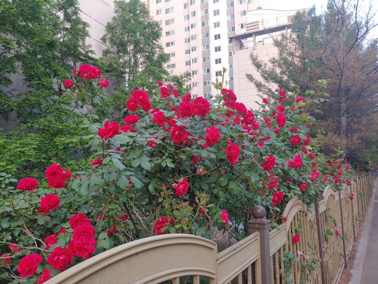 모가비 이미지