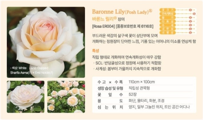 에버로즈 이미지