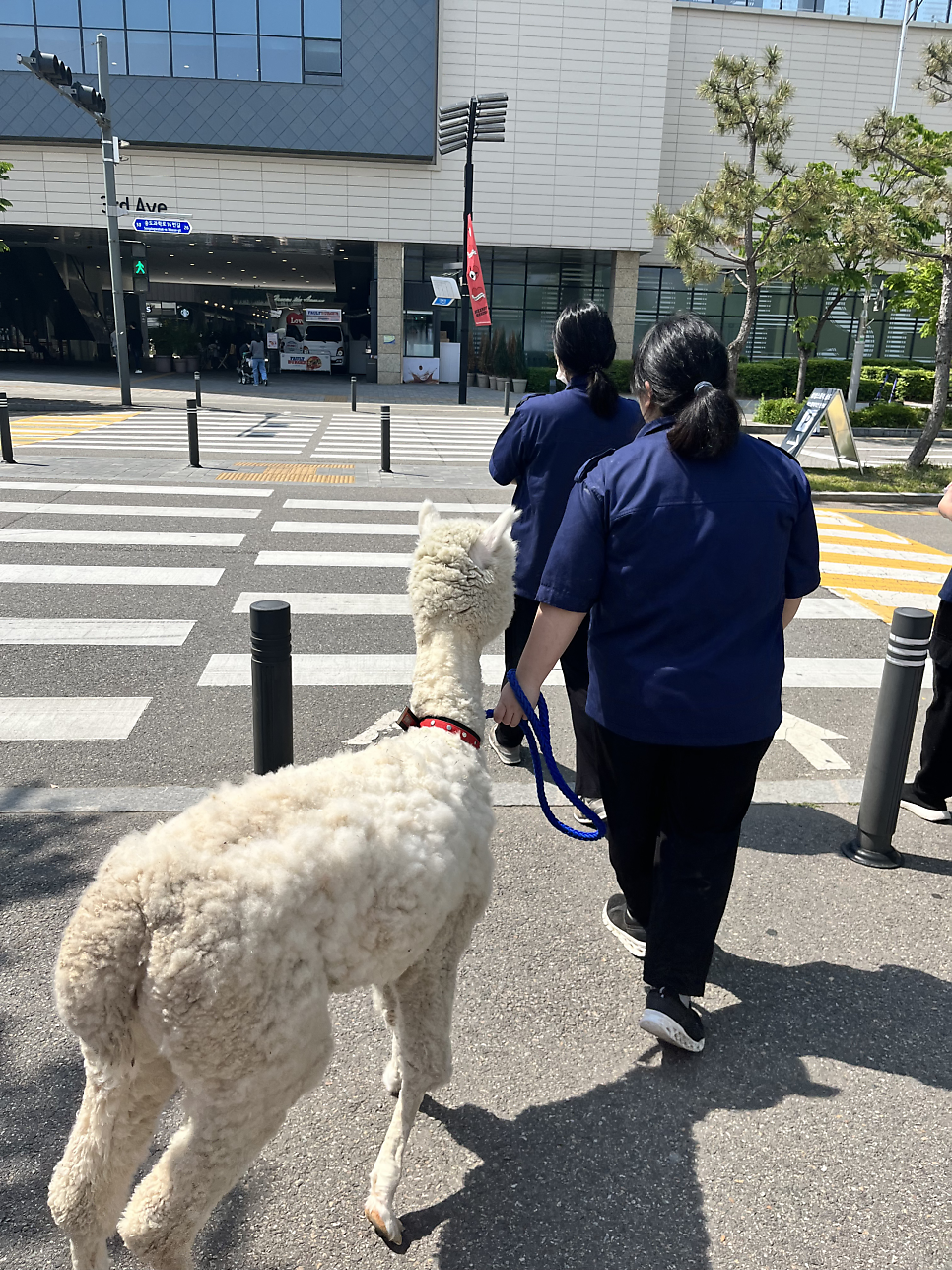 사육사스트릿 이미지
