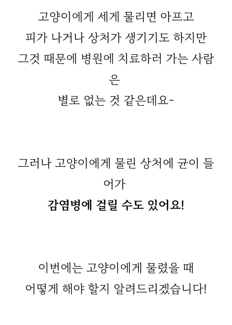 강북에이스애견미용학원 이미지
