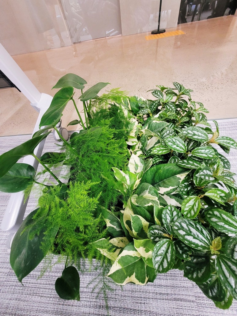 플랜티스트 이미지