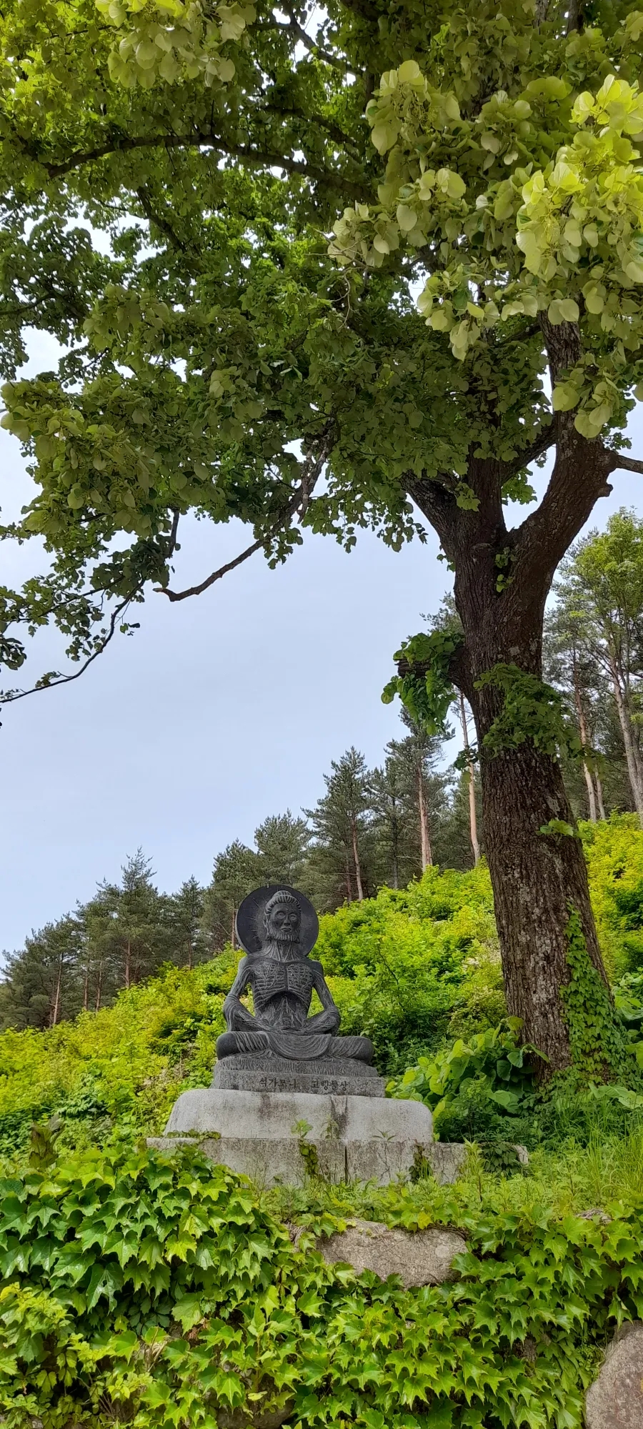 고성보리수 이미지