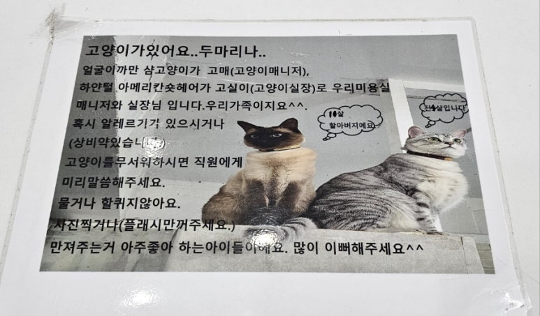 화이트빌헤어 이미지