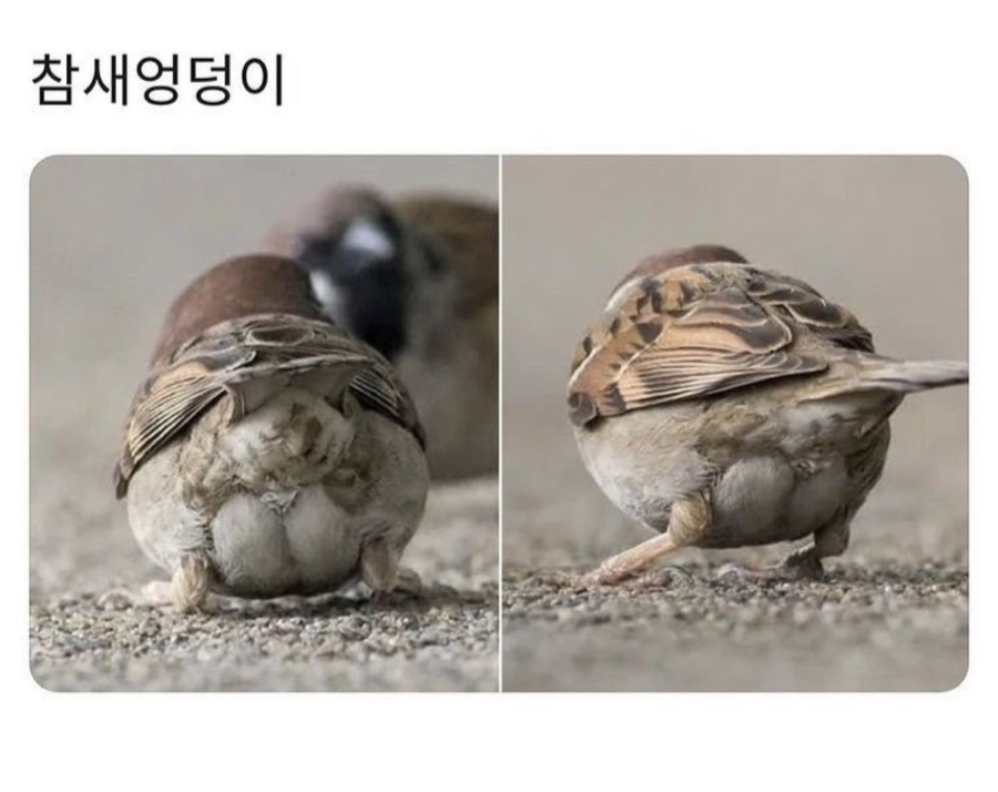 따봉양꼬치 이미지