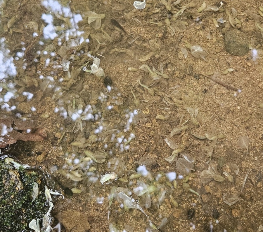 원적산공원 유아숲체험원 이미지