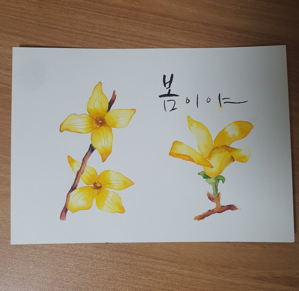 개나리문구 이미지