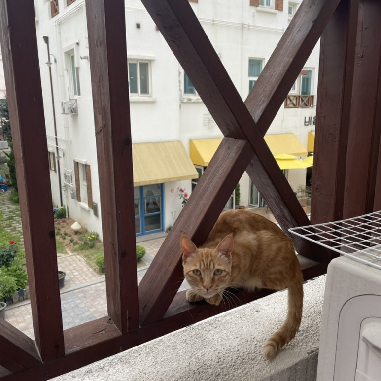 꽃집홍화 이미지