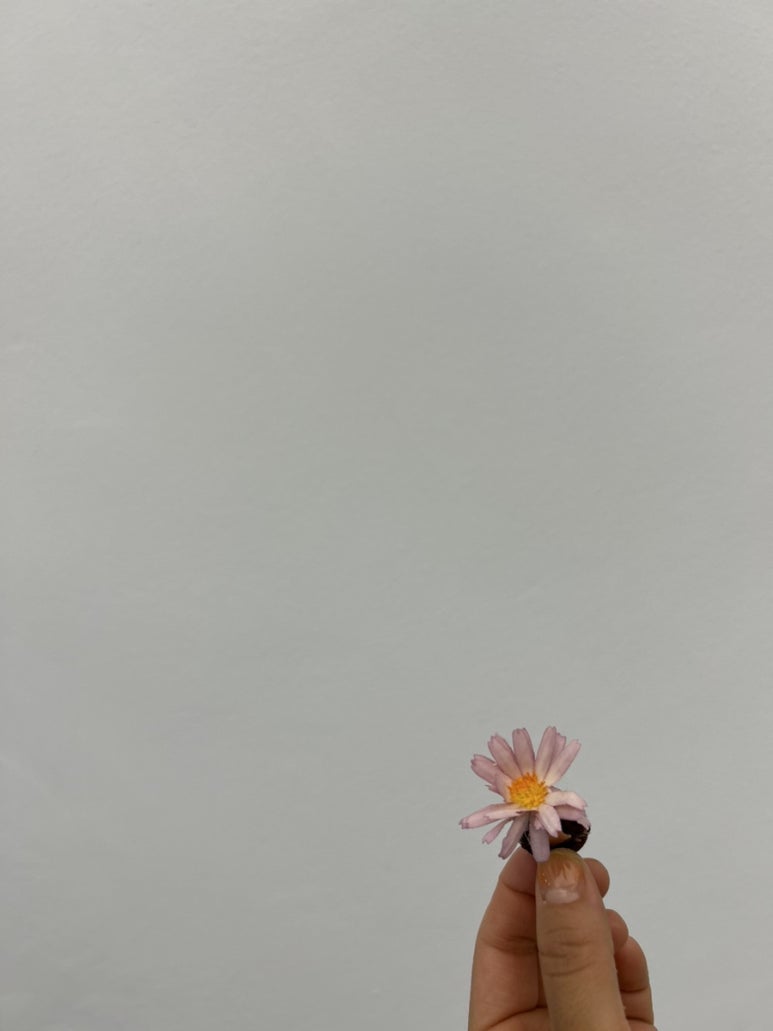 양실유치원 이미지