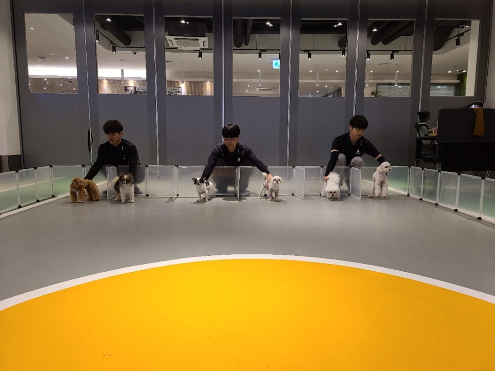 서초애견호텔 스타몽, 강아지 5박 6일 호캉스 후기 — 사진 3