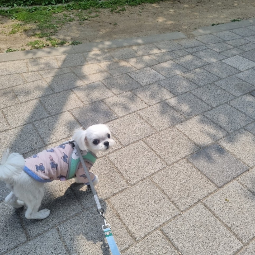 서초애견호텔 스타몽, 강아지 5박 6일 호캉스 후기 — 사진 7