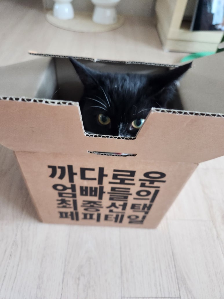 무스테일 이미지