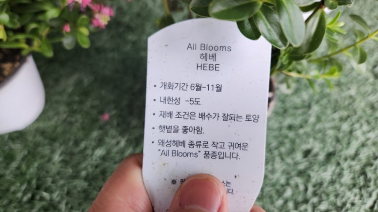 Hebe(헤베) 이미지
