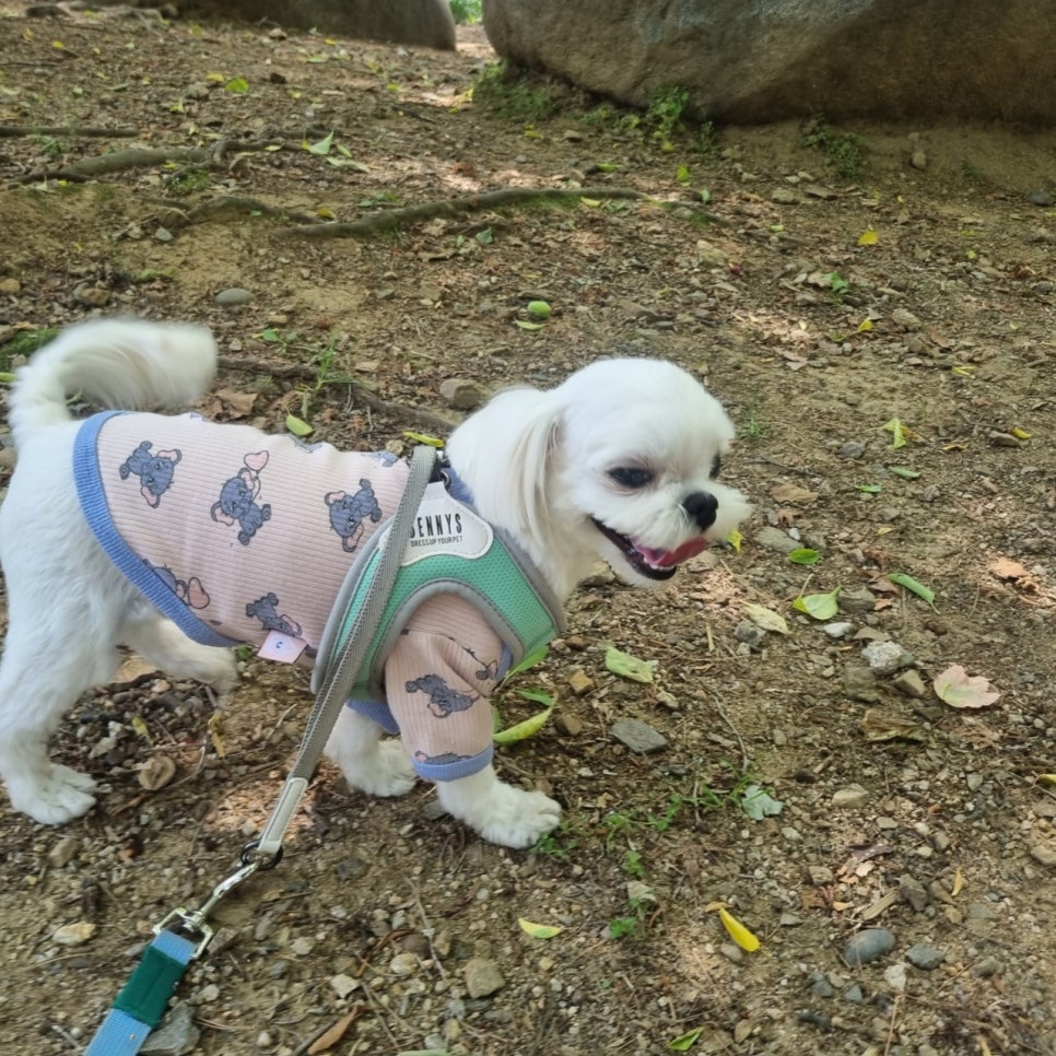 서초애견호텔 스타몽, 강아지 5박 6일 호캉스 후기 — 사진 6