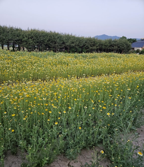 어쩌다꽃 이미지