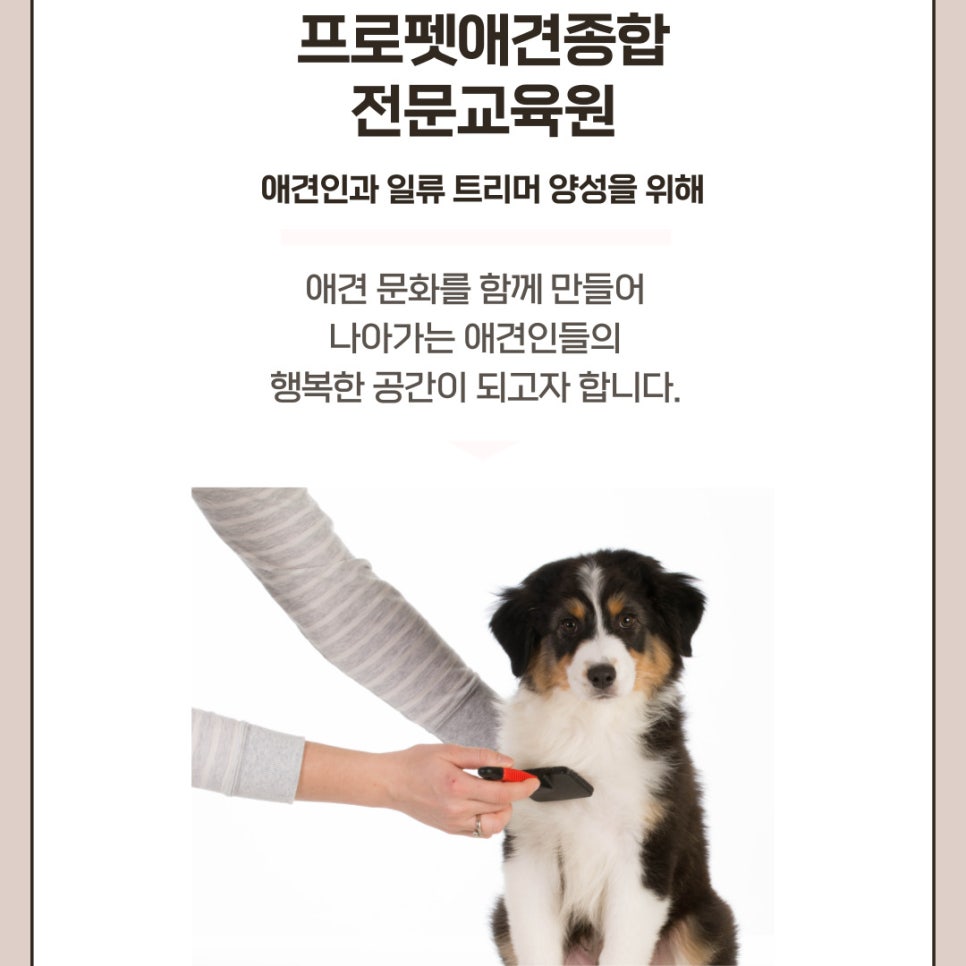 프로펫애견종합전문교육원 이미지