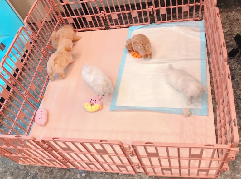 푸른들동물병원 이미지