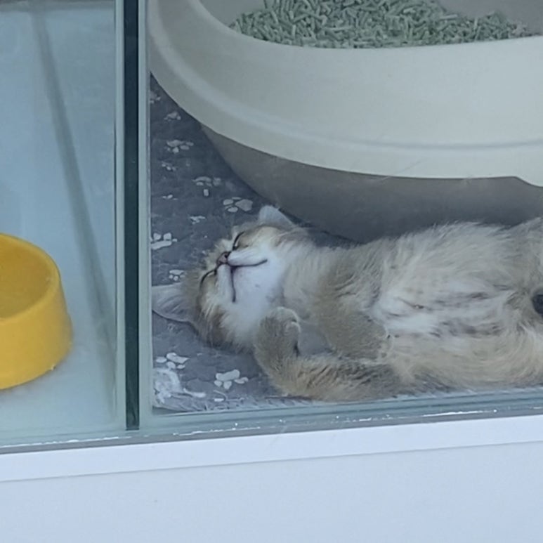 파블박사 이미지