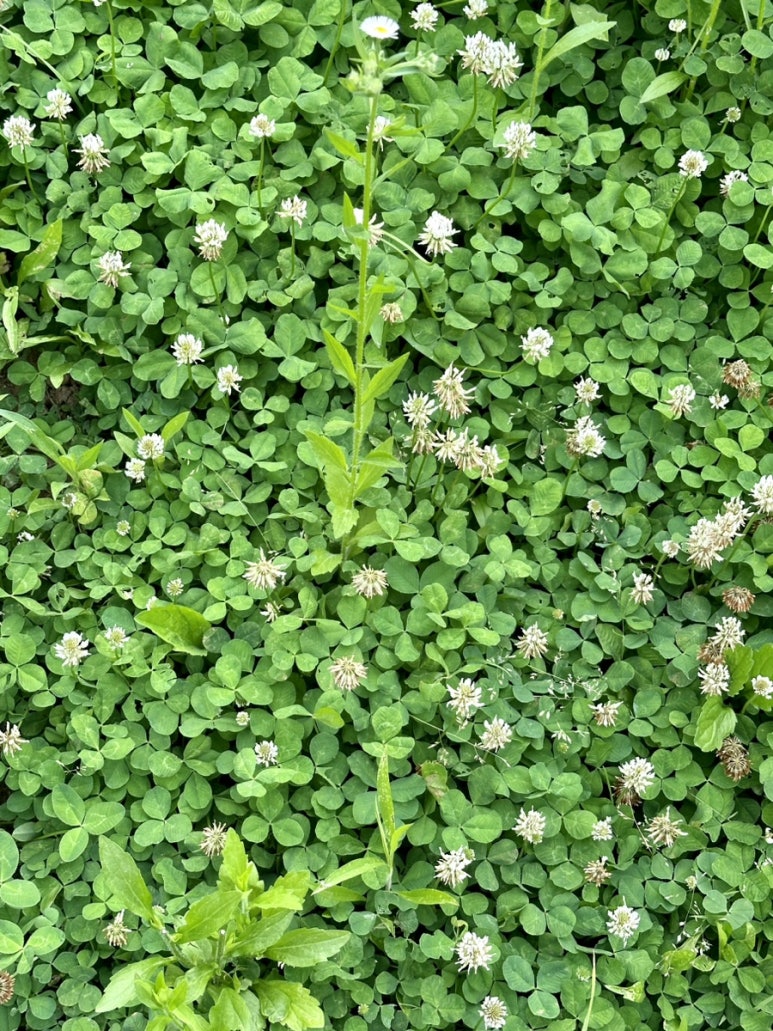 (주)네잎 이미지