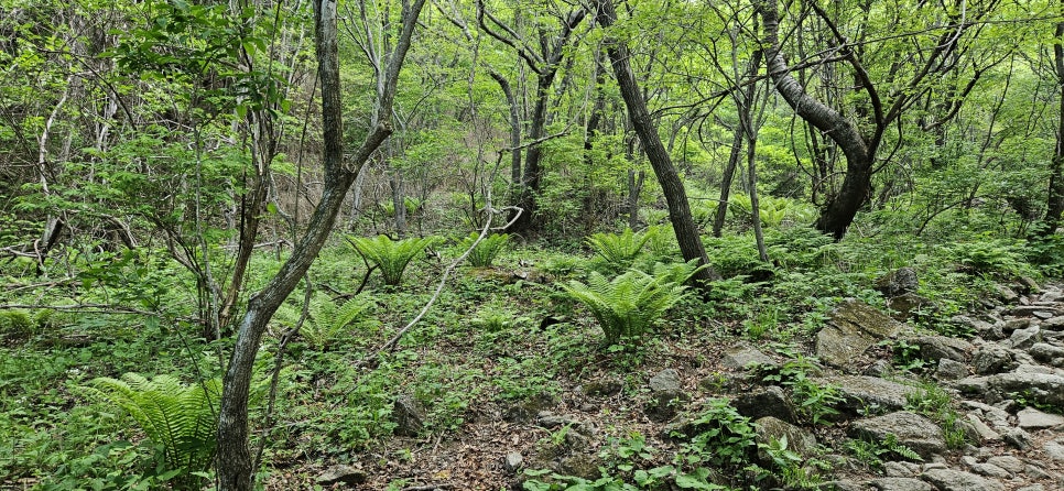 소백산국립공원 천동계곡코스 이미지