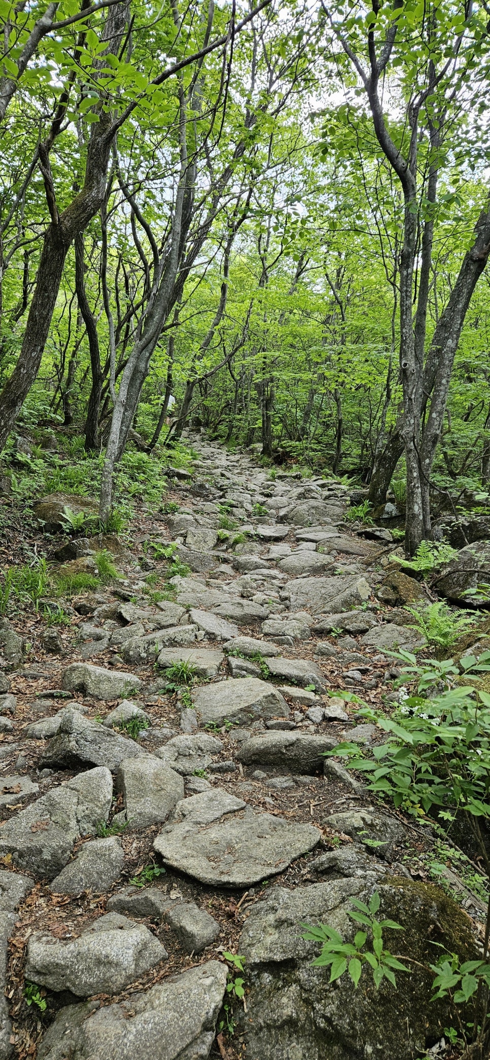 소백산국립공원 천동계곡코스 이미지