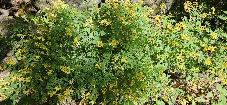 소백산국립공원 천동계곡코스 이미지