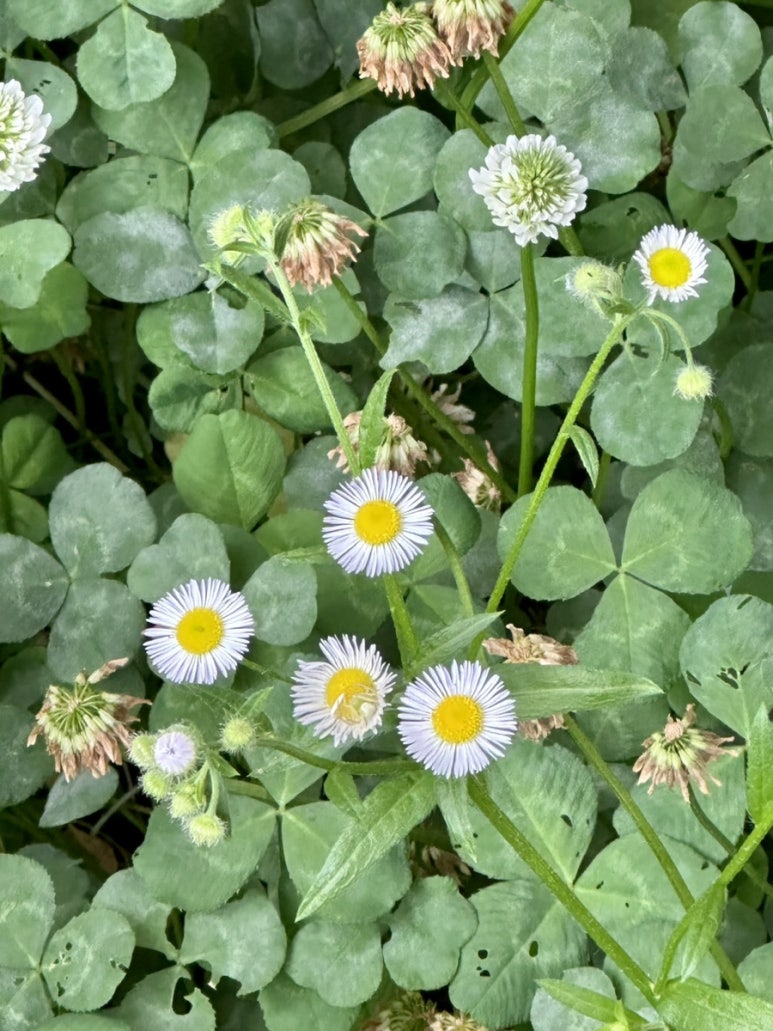 (주)네잎 이미지